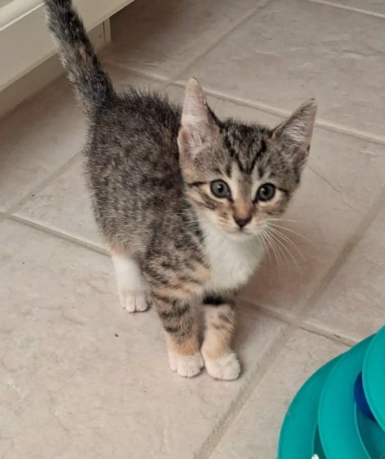Tinkerbell