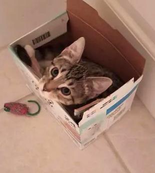 Tinkerbell