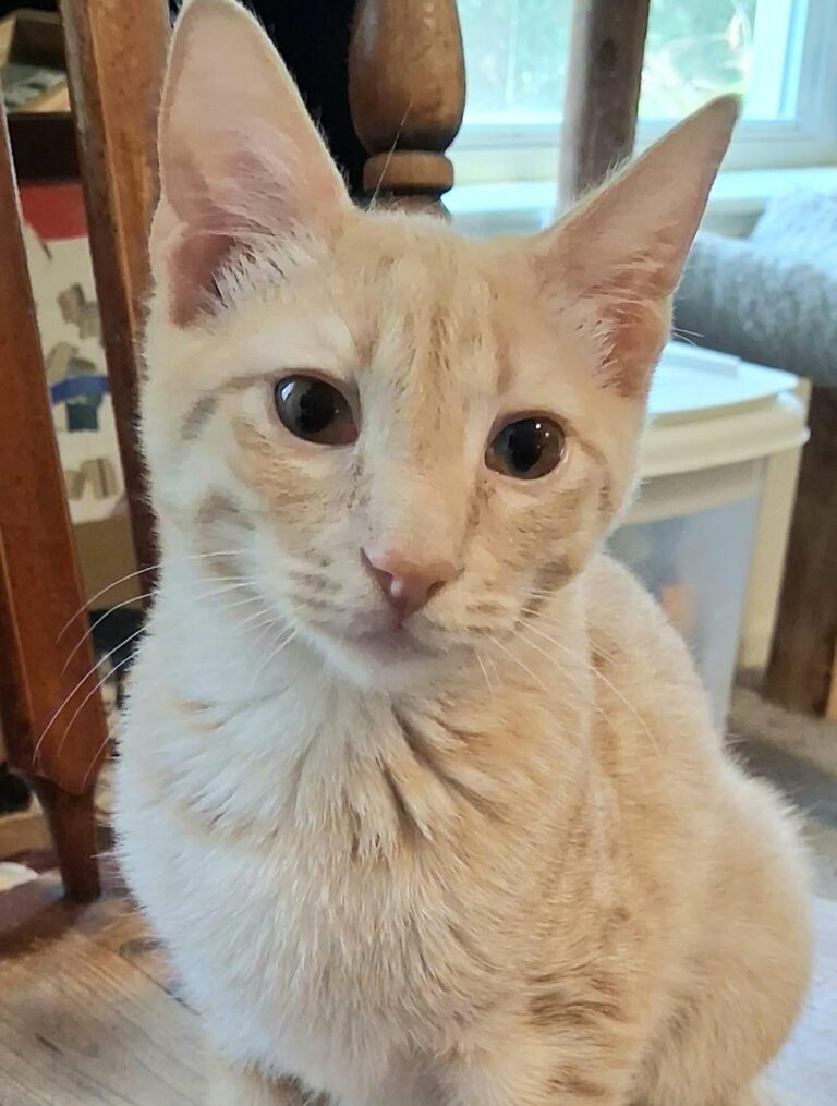 T-Bone