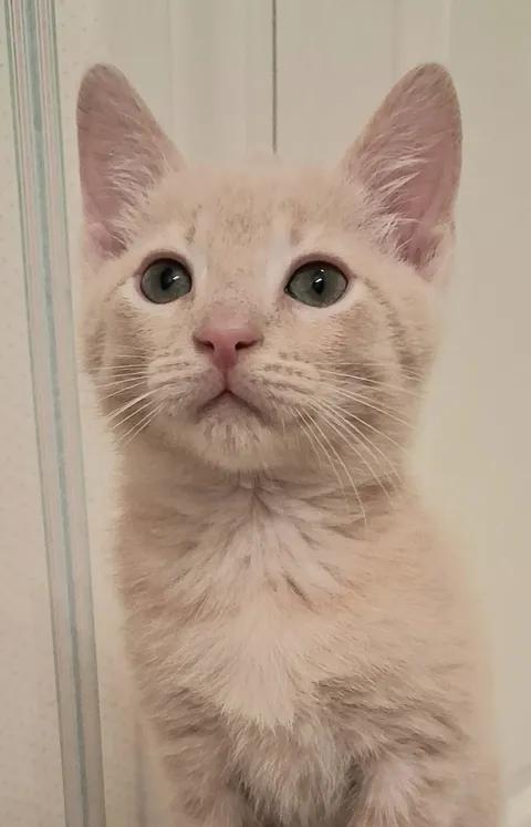 T-Bone