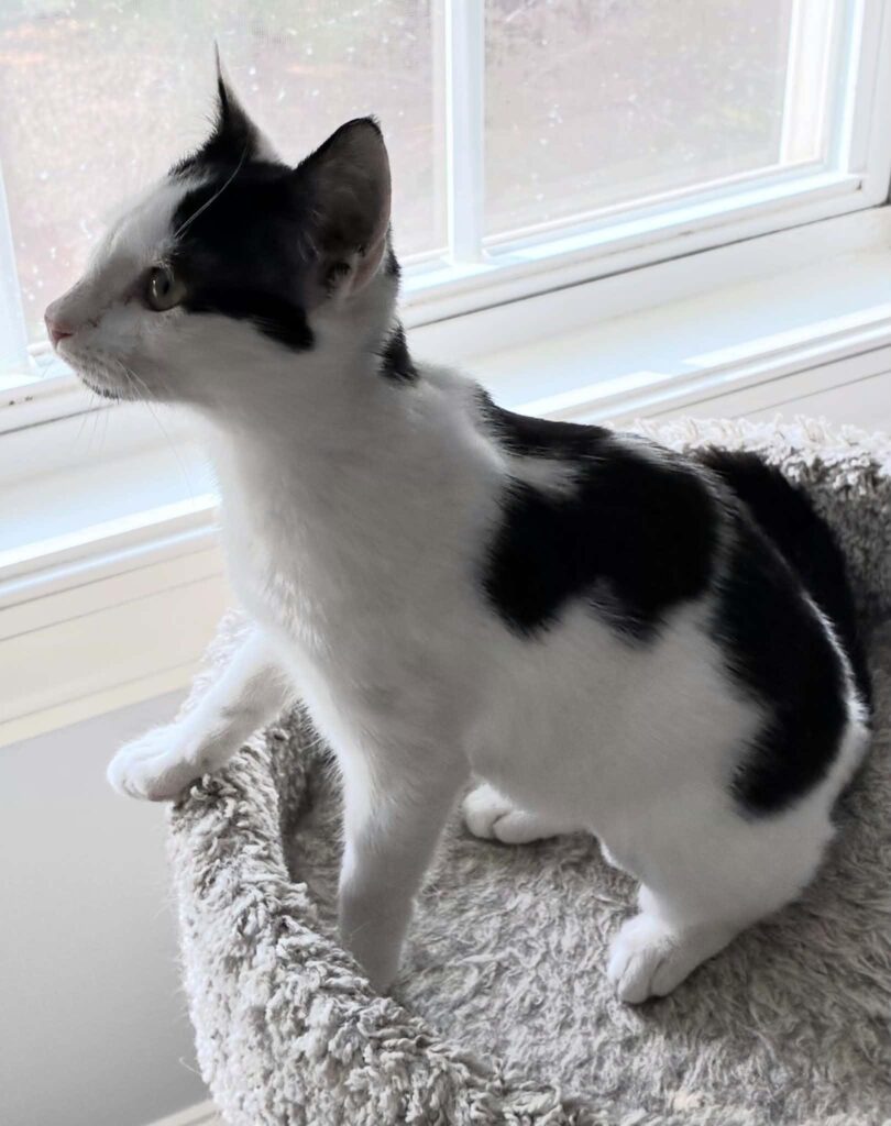 Jazzie