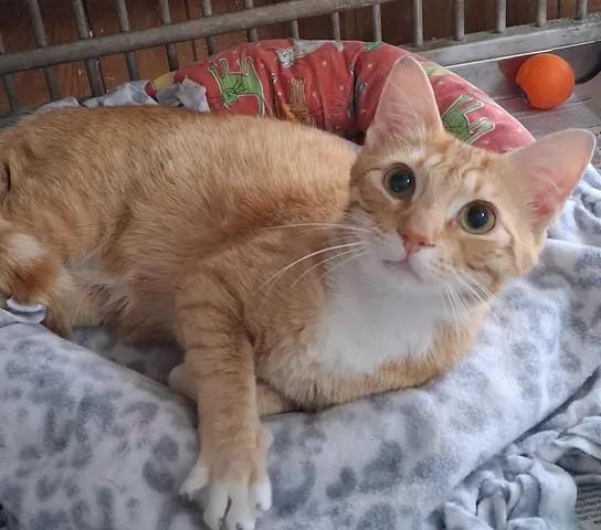 Jesse