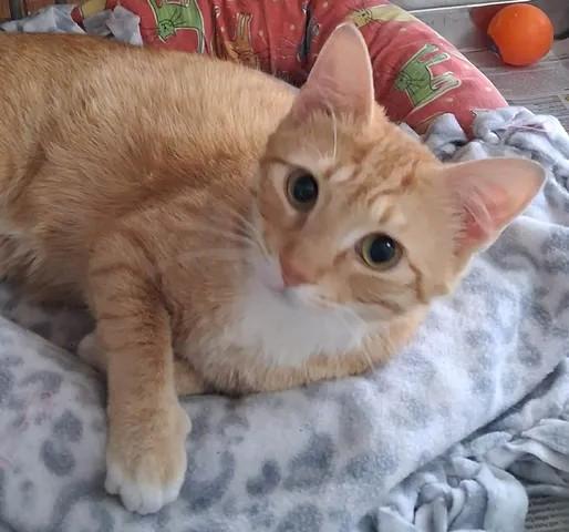 Jesse