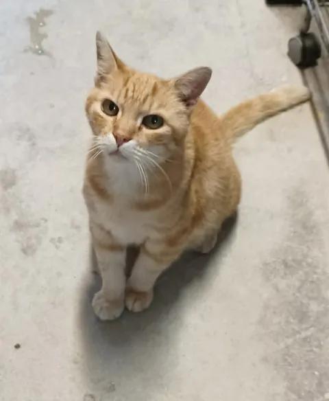 Mango