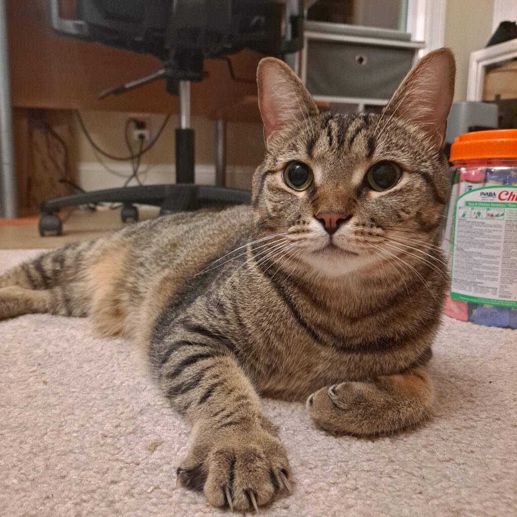 Ziggy
