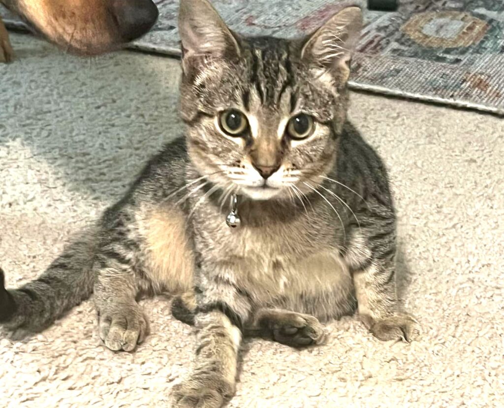 Ziggy