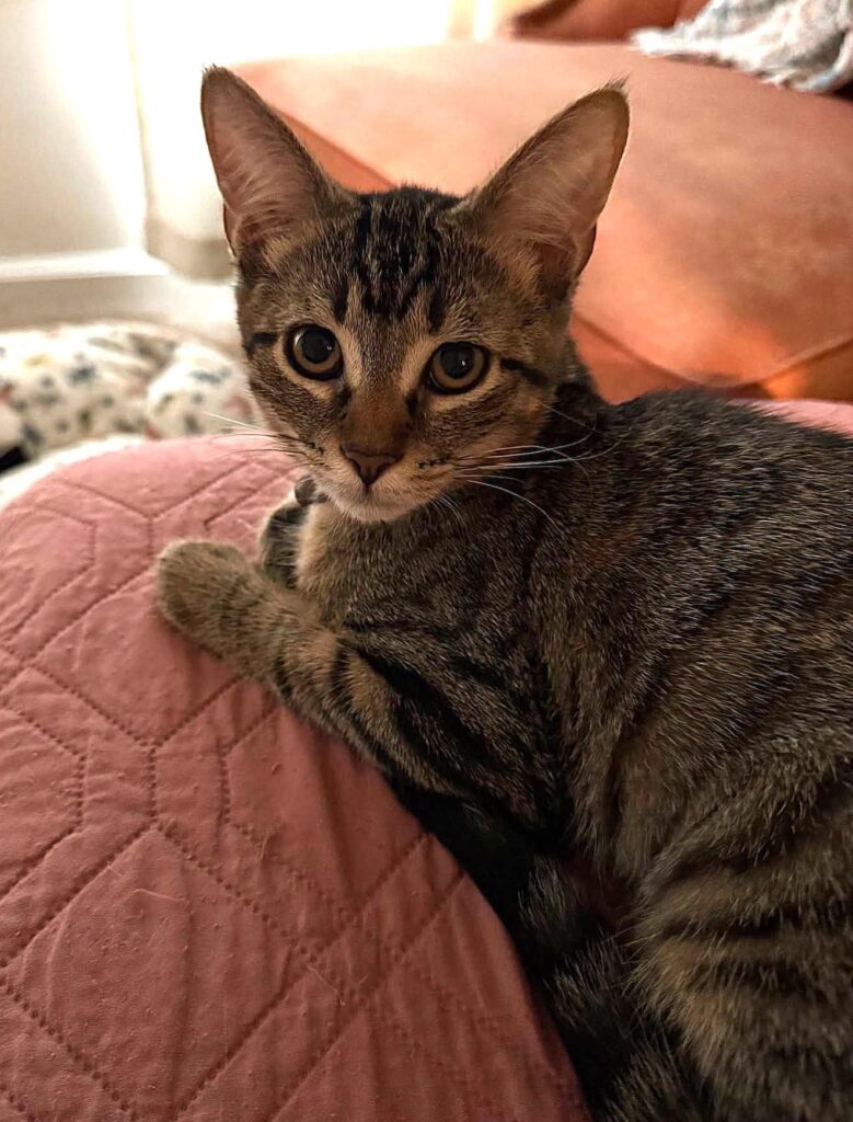 Sophia