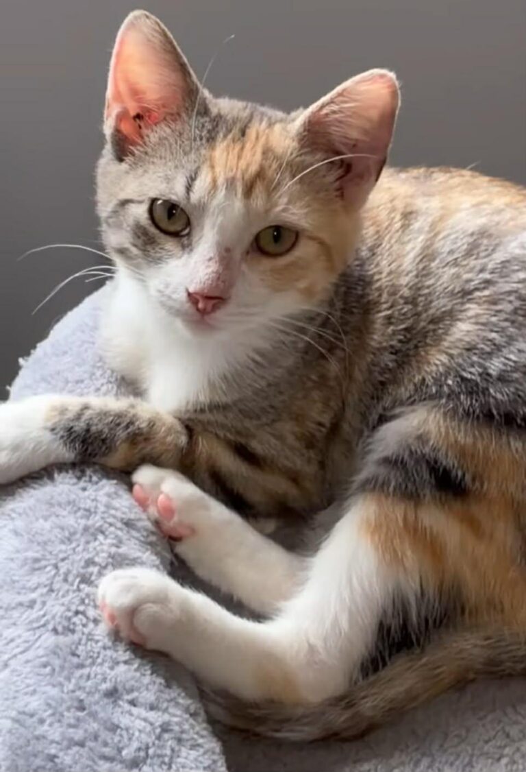 Princess