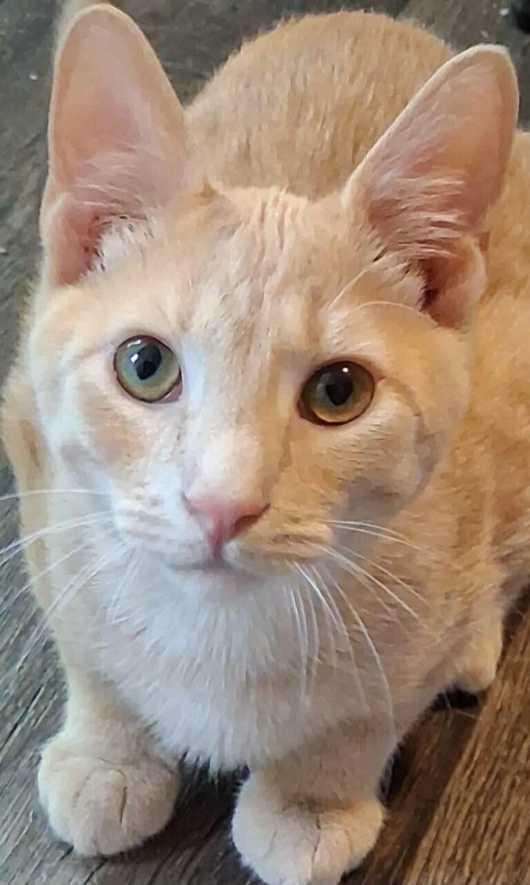 Tater Tot