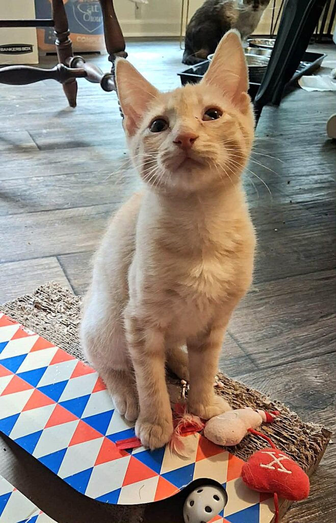 Tater Tot
