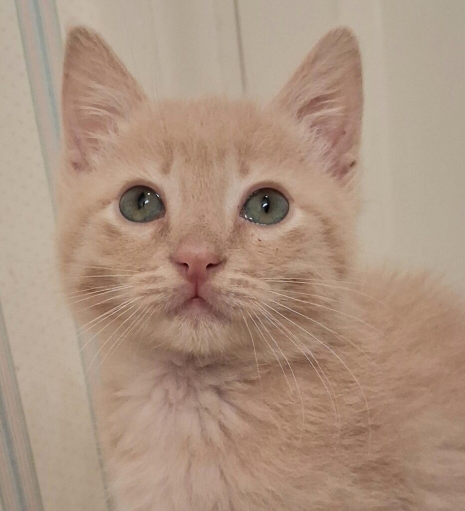 Tater Tot