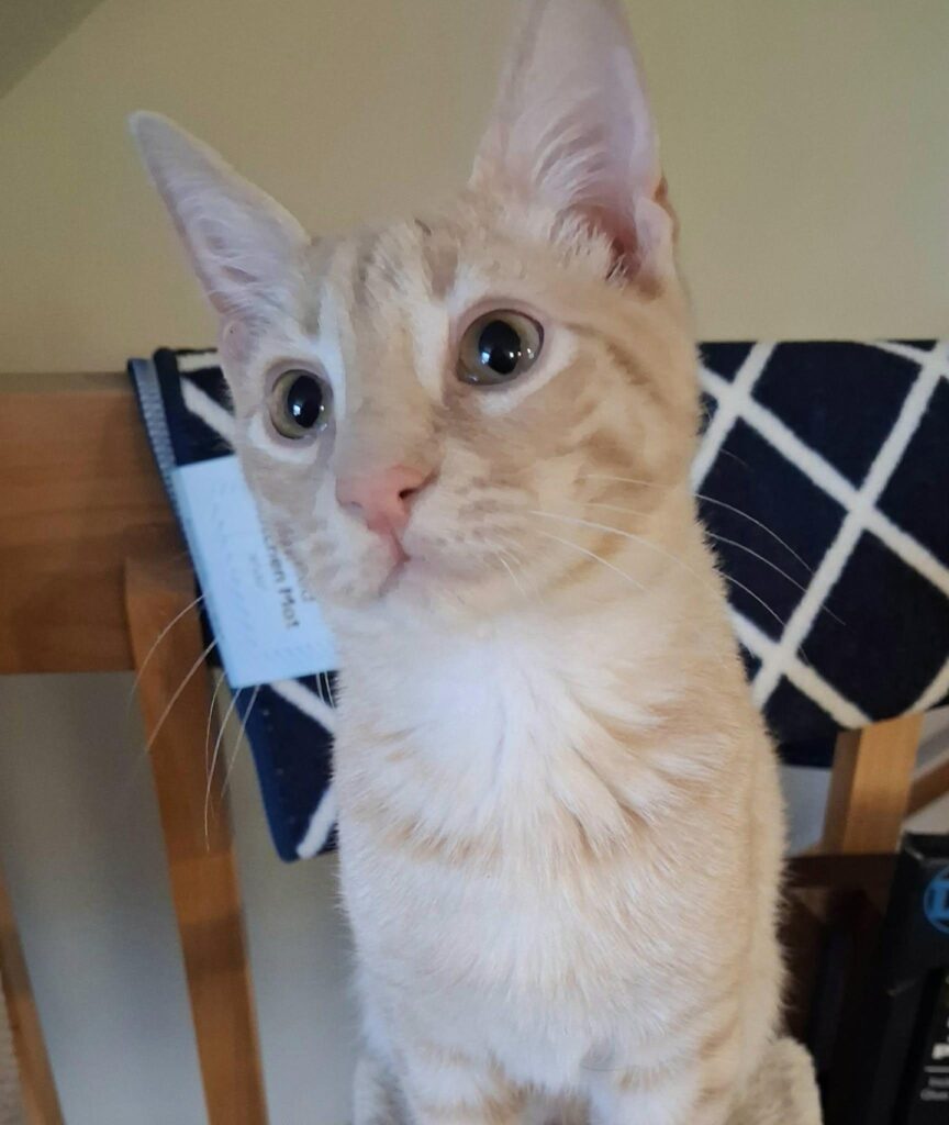 Tater Tot
