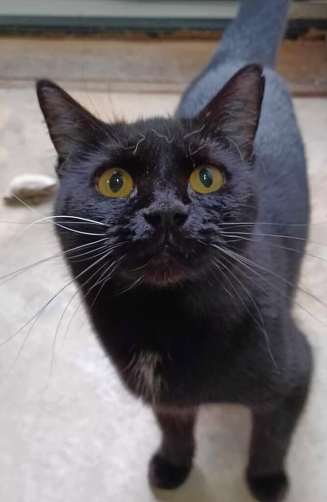 BonBon
